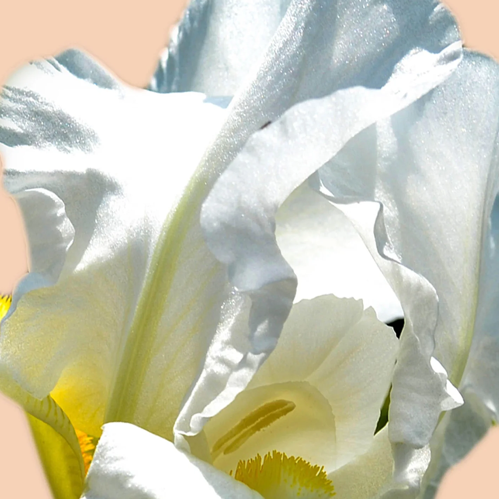 A scent that hesitates between flower and wood, between the masculine and the feminine, to find its perfect balance marrying