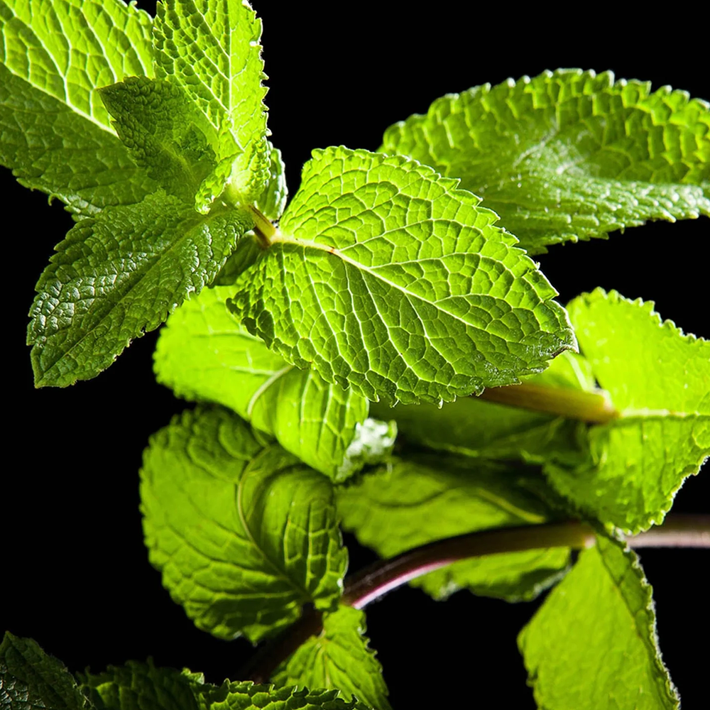 Mimosa is in the air. And the vetiver accentuates its tender sensuality.